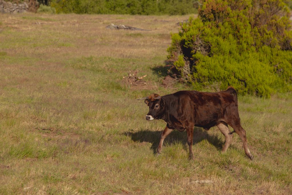 Vaca maronesa é a “melhor carne do mundo” segundo uma competição internacional